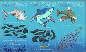 Image Result For What Do Sharks Eat Food Chain Shark Save The Sharks Shark Week Larger sharks aren't afraid to go after a huge meal such as a dolphin or a sea lion. shark save the sharks shark week