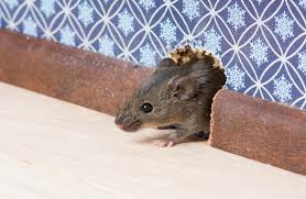 Jun 28, 2021 · live traps use the rodents' natural tendency to investigate and wiggle into holes. How Small A Hole Is Too Small For A Mouse Pro Remodeler