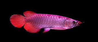 Arowana Lucky Feng Shui Fish Feng Shui London Uk The