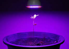 But sunlight is best for most plants. Can Plants Use Artificial Light For Photosynthesis Garden For Indoor