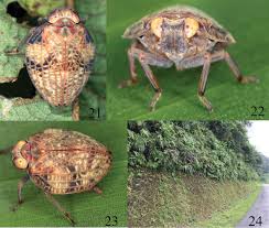Two in the pink one in the stink synonym. Parahiraciini Hemiptera Fulgoromorpha Issidae One New Genus Two New Species And Three New Subtribes