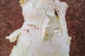 Image result for Cyphostemma jaegeri