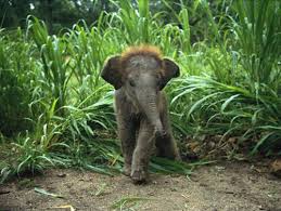 10 điều kì thú về loài voi
