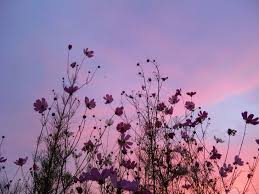 I Just Want To Lay Down In That Field Of Flowers And Sleep Forever Purple Aesthetic Nature Flowers