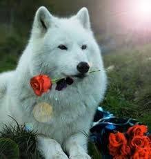 Wild Animals Photo White Wolf Wolf With Blue Eyes Wolf Photos Wild Animals Photos