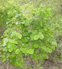 Image result for Trimeria