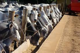 Com nova variante, coronavírus bate recordes e chega perto de 60 mil novos casos diários no país. Tour Dsm De Confinamento Fecha Ano Com Resultados Positivos Revista Rural