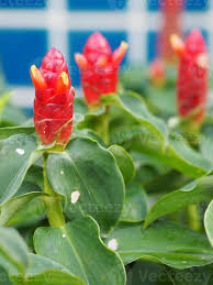 Image result for Costaceae