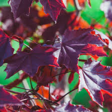 The frostbearing tree is an ancient tree that tends to this snowy mountain. Maple Trees The Most Beloved Trees In Michigan Ppm Tree