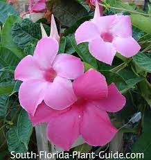 We did not find results for: Mandevilla Vine
