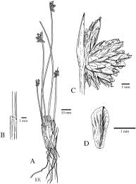 Image result for Ficinia