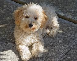 Check spelling or type a new query. Cavapoo Dog Breed Shedding Grooming Size Price Marvelous Dogs