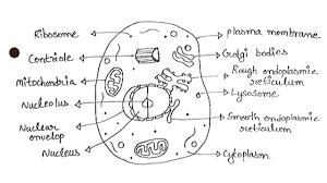 We did not find results for: Simplest Way Of Drawing Animal Cell Diagram How To Draw Animal Cell In Easy Way Youtube