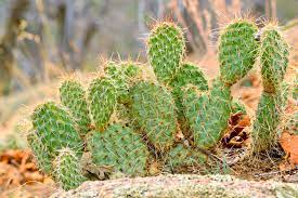 5 things furry and fun. 10 Coolest Cacti On Earth