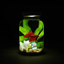But before you undertake such a project, ensure that all the conditions in the bowl are perfect for. Plus Light Green With Creative Eco Bottle Desktop Aquarium Mini Small Tropical Fish Goldfish Bowl Glass Jar Lid Betta Bowl Kitchen Bowl Holderlight Gray Web Color Aliexpress