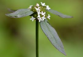 Image result for Spermacoce ocymoides