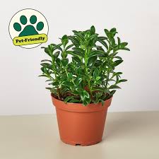 Image result for Oxyanthus strigosus