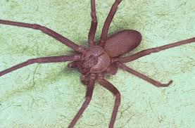 It is a goliath tarantula. The World S Most Dangerous Spiders Warning Graphic Images Cbs News