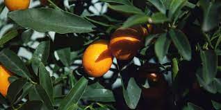 Here's some very good advice: The Top 5 Reasons Why Your Kumquat Tree Isn T Fruiting Couch To Homestead