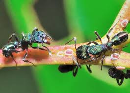 Green Headed Ant Rhytidoponera Metallica Ants Beautiful Bugs Critter