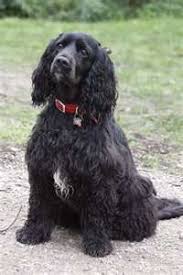 Black And White Cocker Spaniel Poodle Mix American Cockerpoo American Cocker Spaniel X Poodle Cross American Cocker Spaniel Cocker Spaniel Puppies Cocker Spaniel