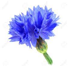 Pin On Blue Flower