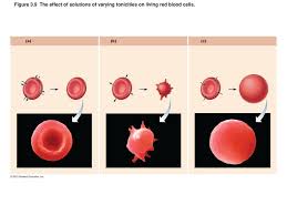 Check spelling or type a new query. Isotonic Solution Definition Quizlet