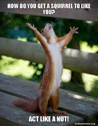 Repellents like squirrel be gone get squirrels out of a garden. How Do You Get A Squirrel To Like You Act Like A Nut Happy Squirrel Make A Meme