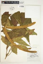 Image result for Markhamia tomentosa