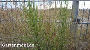 Naturlicher Pflanzenschutz Acker Schachtelhalm Zinnkraut Schachtelhalm Pflanzen Pflanzenschutz