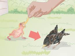 Yes, crows will actually feed on baby birds and ducklings. How To Feed Wild Baby Birds With Pictures Wikihow