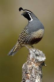 Birds Of Arizona Desert California Quail Found In Desert Regions Of Arizona California New Mexico Utah And Colorado In 2020 Pet Birds World Birds Nature Birds