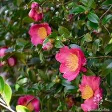 Camellia Hiemalis Hiryu Australian Plants Camellia Plants