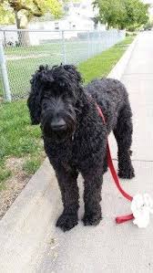 Maybe you would like to learn more about one of these? 10 Giant Schnoodle Giant Schnauzer And Poodle Poodle Mix Breeds Schnoodle Giant Schnoodle