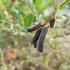 Image result for Crotalaria verrucosa