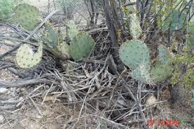 The common name derives from their bipedal form. Animals Saguaro National Park U S National Park Service