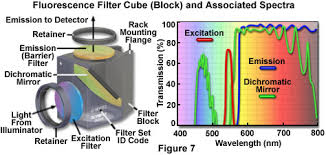 Ex_check24v type 2 under and over excitation protection. Fluorescence Microscopy Anatomy Of The Fluorescence Microscope Olympus Ls