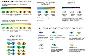 Colour And Coat Genetics In Cats Cats From Your Wildest Dreams