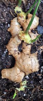 Growing Ginger Roots From The Grocery Store Ingwer Ziehen Garten Pflanzen Garten