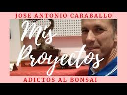 BONSAI "MIS PROYECTOS" JOSE ANTONIO CARABALLO