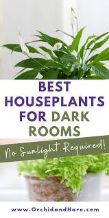 10 Best House Plants For Dark Rooms Find Out Which Are The Best Indoor Plants For Low Light C Low Light House Plants Indoor Plants Low Light Room With Plants