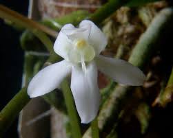 Image result for Aerangis appendiculata