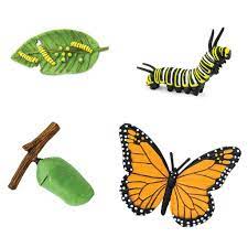Safari Ltd Life Cycle Of A Monarch Butterfly Animal Kingdoms Toy Store