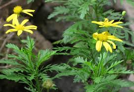 Image result for Euryops chrysanthemoides