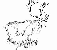 You don't have to draw it to perfection, simply sketch it out and you could even use some coloring on it to make it look appealing. Deer Coloring Pages For Kids Printable Coloring Pictures Of Animals Animal Coloring Pages Animal Coloring Books