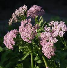 Maybe you would like to learn more about one of these? Www Staudenspatz De Chaerophyllum Hirsutum Roseum Gebirgs Kalberkropf
