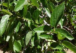 Image result for Celtis