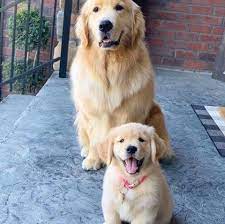They are eating solid food and will come with a small bag of food and puppy pack. Golden Retriever Ruben Golden Retriever Puppies Usa Facebook