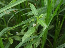 Image result for Eclipta