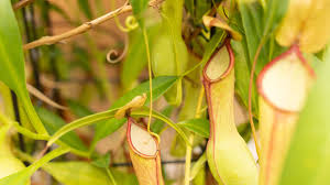 Which carnivorous plants are good for beginners? 10 Weird But Pretty Carnivorous Plants That Eat Bugs